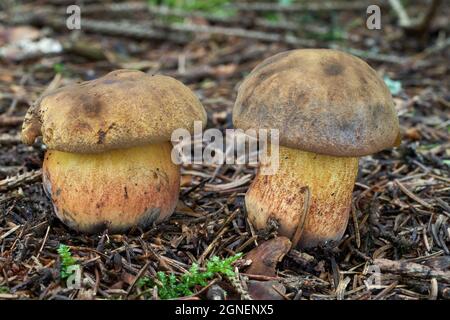 Essbarer Pilz Neoboletus luridiformis im Fichtenwald. Bekannt als Scarletina bolete. Zwei wilde Bolete-Pilze wachsen in den Nadeln. Stockfoto