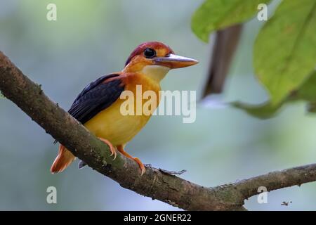 Naturbild des auf einem Ast thronenden Eisfisches mit Rufous-Rücken Stockfoto