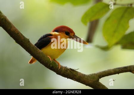 Naturbild des auf einem Ast thronenden Eisfisches mit Rufous-Rücken Stockfoto