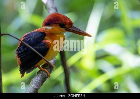 Naturbild des auf einem Ast thronenden Eisfisches mit Rufous-Rücken Stockfoto