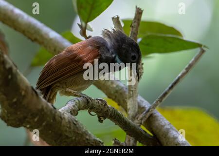 Naturbild des Kastaniengeflügelten Babbler-Vogels, der auf Ästen steht Stockfoto