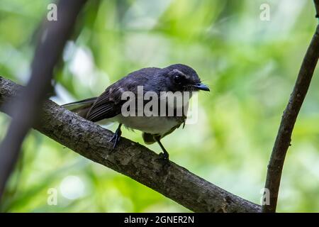 Auf dem Ast thronende Tierfantelvögel (rhipidura javanica) Stockfoto