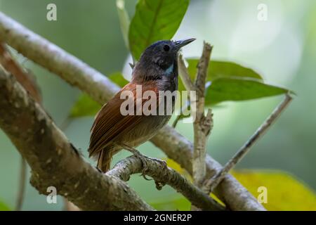 Naturbild des Kastaniengeflügelten Babbler-Vogels, der auf Ästen steht Stockfoto