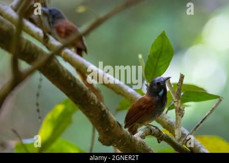 Naturbild des Kastaniengeflügelten Babbler-Vogels, der auf Ästen steht Stockfoto