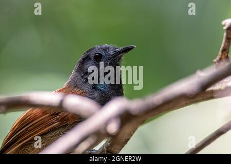 Naturbild des Kastaniengeflügelten Babbler-Vogels, der auf Ästen steht Stockfoto