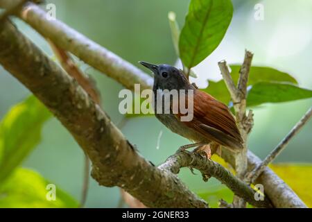 Naturbild des Kastaniengeflügelten Babbler-Vogels, der auf Ästen steht Stockfoto