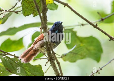 Naturbild des Kastaniengeflügelten Babbler-Vogels, der auf Ästen steht Stockfoto