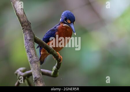 Naturbild des blauohrigen Eisvogels (Alcedo Meninting), der auf einem Ast steht Stockfoto