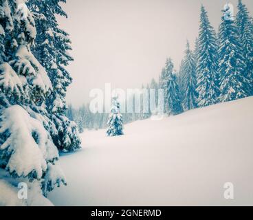 Schöne Morgenszene im Bergwald. Neblige Winterlandschaft im verschneiten Wald, Happy New Year Celebration Konzept. Künstlerischer Stil nach der Verarb Stockfoto