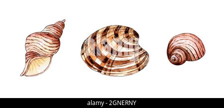 Satz von Aquarell-Illustrationen von schönen Muscheln in Beige und Braun. Unterwasserwelt. Tropische Austernschale. Äußeres Skelett des Mollus Stockfoto