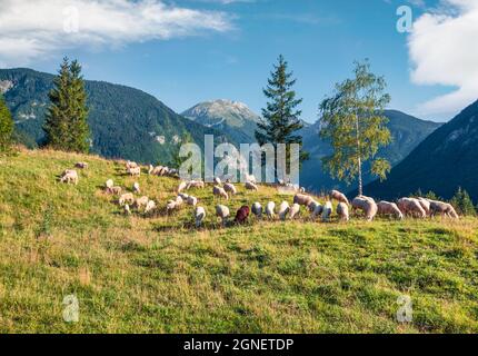 Schöne Sommeransicht von Schafen auf der Weide. Farbenfrohe Morgenszene in den Julischen Alpen, Triglav Nationalpark, Bohinj See Lage, Slowenien, Euro Stockfoto