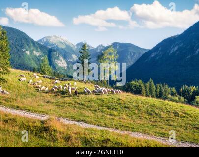 Wunderbarer Blick auf die Schafe auf der Weide im Sommer. Sonnige Morgenszene in den Julischen Alpen, Triglav Nationalpark, Bohinj See Lage, Slowenien, Europa. Stockfoto