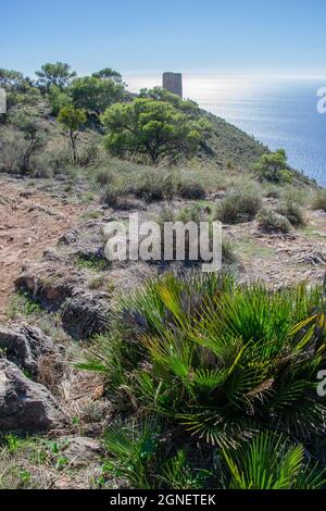 Vertikales Bild am Aussichtspunkt Cerro Gordo mit dem Wachturm im Hintergrund, dem Meer und den Palmenherzen im Vordergrund Stockfoto