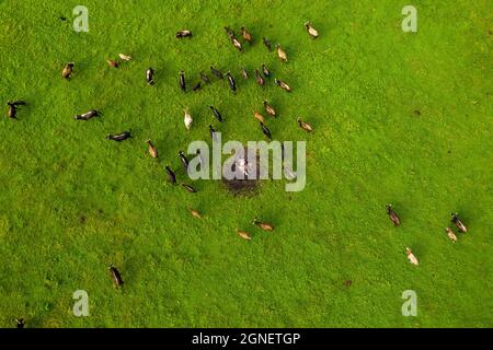 Drohne Foto von toten weißen Pferd getötet und von Falken Raubvögel gefressen. Grausame Natur. Traurige Szene eines zerrissenen Körpers von gefährdetes wildes Mustang, der in der Grube zwischen laufenden Kühen auf grüner Weide liegt. Ökologie Stockfoto