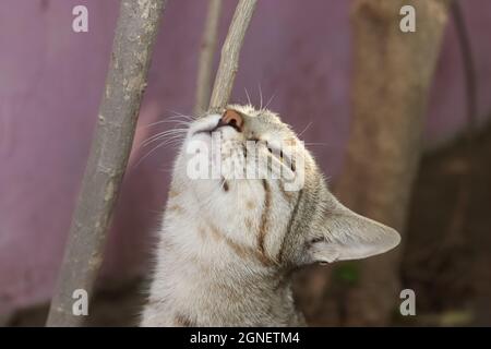 Nahaufnahme einer wild gestromten Katze, die in der Luft den Duft oder Geruch von Beute oder Nahrung riecht Stockfoto