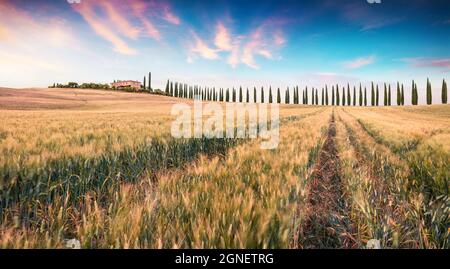 Klassische toskanische Szene mit Zypressen. Farbenfrohe Sicht bei Sonnenaufgang auf die italienische Landschaft. Schönheit der Landschaft Konzept Hintergrund. Stockfoto