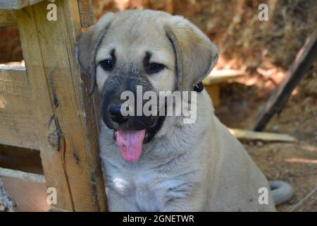 Anatolischer Schäferhund Kangal Welpe Stockfoto