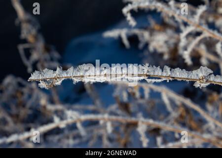 Kleiner Zweig, der im Winter mit großen Raureif-Eiskristallen bedeckt ist Stockfoto