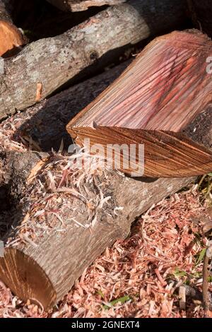 Frisch gesägte Baumstämme aus Avocado-Holz (Persea Americana), mit rosafarbenem Holz und Spännen, während des Beschneids im Obstgarten in Queensland, Australien. Stockfoto