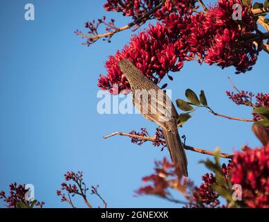 Rückseite des australischen kleinen Wattlebars, Anthochaera chrysoptera, der sich von Nektar aus roter Blüte des betrunkenen Papageienbaums ernährt, Queensland Garden. Stockfoto