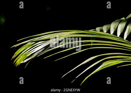 Neben der Bangalower Palme (Archontophoenix cunninghamiana). Subtropischer Regenwald auf dem Tamborine Mountain, Queensland, Australien. Speicherplatz kopieren Stockfoto