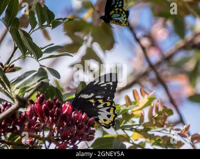 Männliche und weibliche geschützte Richmond Birdwing Schmetterlinge, Ornithoptera richmondia, in einem Baum mit roter Blüte. Tamborine Mountain, Queensland, Australien Stockfoto