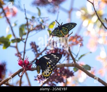 Männliche und weibliche geschützte Richmond Birdwing Schmetterlinge, Ornithoptera richmondia, in einem Baum mit roter Blüte. Tamborine Mountain, Queensland, Australien Stockfoto