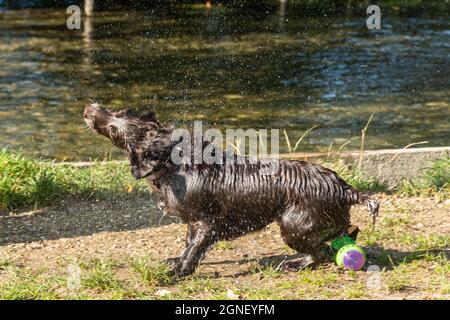 Ein Hund, der sich nach dem Schwimmen in einem Fluss, Großbritannien, trocken schüttelt Stockfoto