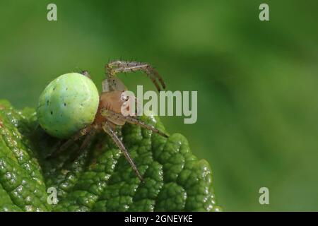 Gurke Green Spider (Araniella Cucurbitina) Stockfoto