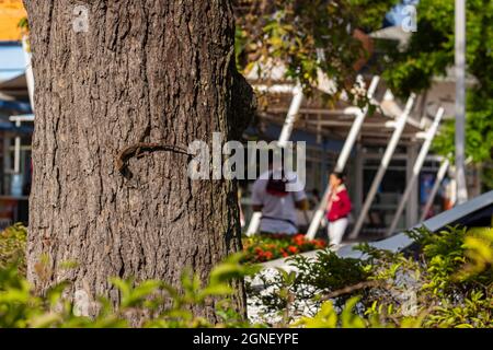 Nahaufnahme einer Eidechse auf einem Baumstamm im Garten mit Kopierraum und abstraktem Hintergrund. Stockfoto