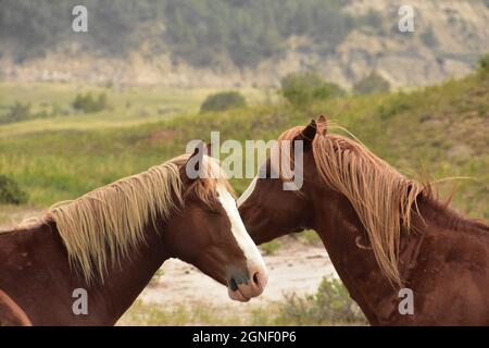 Schönes Paar von Wildpferden mit ihren Nasen zusammen in einer Schlucht. Stockfoto