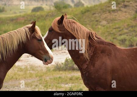 Atemberaubende Aufnahme eines Paares freiwilder Pferde im Sommer. Stockfoto