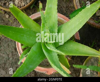 Grüne alovera Pflanze im Blumentopf. Grüne lange Blätter. Stockfoto