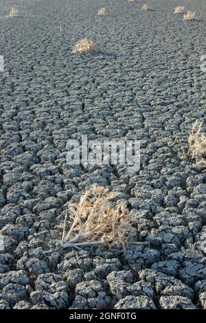 Getrockneter Salzsee und Dornen Stockfoto