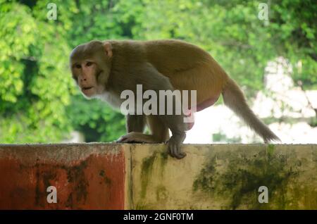 Selektiver Fokus auf indischen wütenden Affen, die morgens an der Wand im Park spazieren gehen. Stockfoto