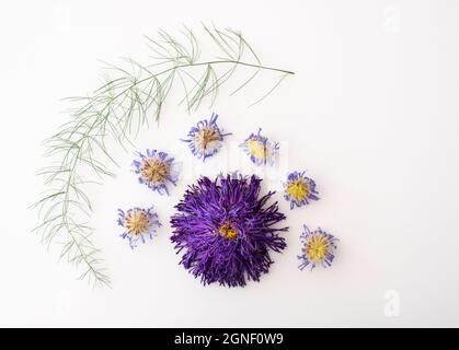 Getrocknete, violette Asterblüten und Asparaaus-Blätter, in einem Muster auf weißem Hintergrund angeordnet. Stockfoto