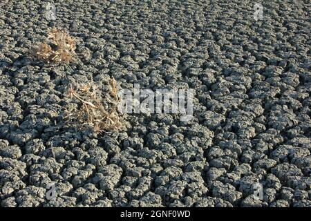 Getrockneter Salzsee und Dornen Stockfoto