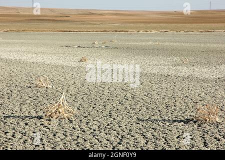 Getrockneter Salzsee und Dornen Stockfoto