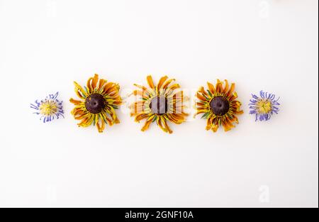 Getrocknete, violette Aster- und gelbe Rudbeckia-Blüten, die in einer Reihe auf weißem Hintergrund angeordnet sind. Stockfoto