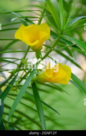 Gelbe Cascabela thevetia Blume mit grünen Blättern im Garten in vertikaler Richtung. Stockfoto