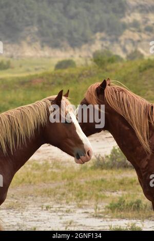 Wunderschöne Kastanienpferde in einem Canyon in South Dakota. Stockfoto