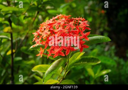 Rote chinesische ixora mit grünen Blättern im Garten in Landschaft in unscharfen Hintergrund. Stockfoto