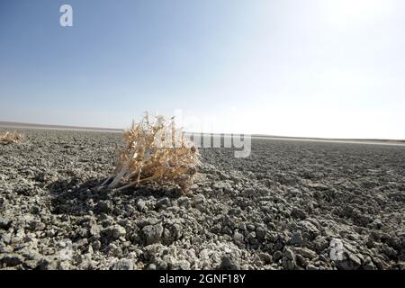 Getrockneter Salzsee und Dornen Stockfoto