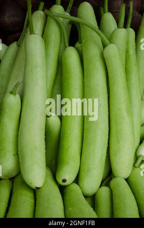 Gruppe von langen grünen indischen Gourd. Stockfoto