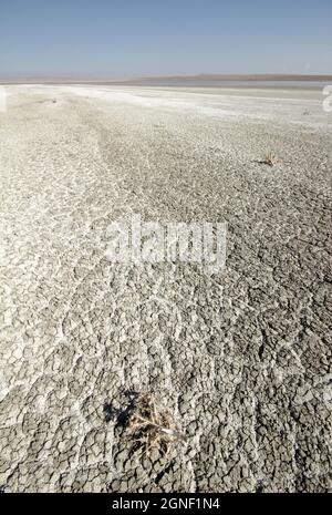 Getrockneter Salzsee und Dornen Stockfoto