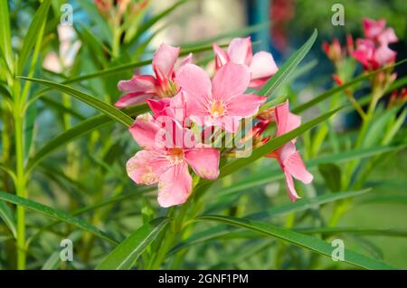 Rosa Oleander blüht mit grünen Blättern im Garten mit unscharfem Hintergrund in der Landschaft Stockfoto