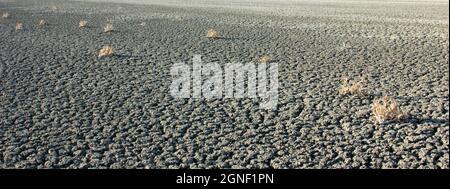 Getrockneter Salzsee und Dornen Stockfoto