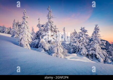 Dramatischer Winteraufgang in den karpatischen Bergen mit schneebedeckten Tannenbäumen. Wunderschöne Außenlandschaft des Bergwaldes. Schönheit der Natur Konzept backgr Stockfoto