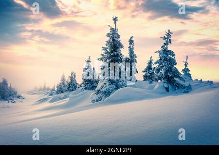 Nebliger Winteraufgang in den Karpaten mit schneebedeckten Tannenbäumen. Unglaubliche Morgenlandschaft mit Bergwald. Schönheit der Natur Konzept backgr Stockfoto