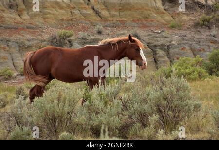Feral Wildkastanienpferd mit einer weißen Flamme auf seinem Gesicht in den Dakotas. Stockfoto